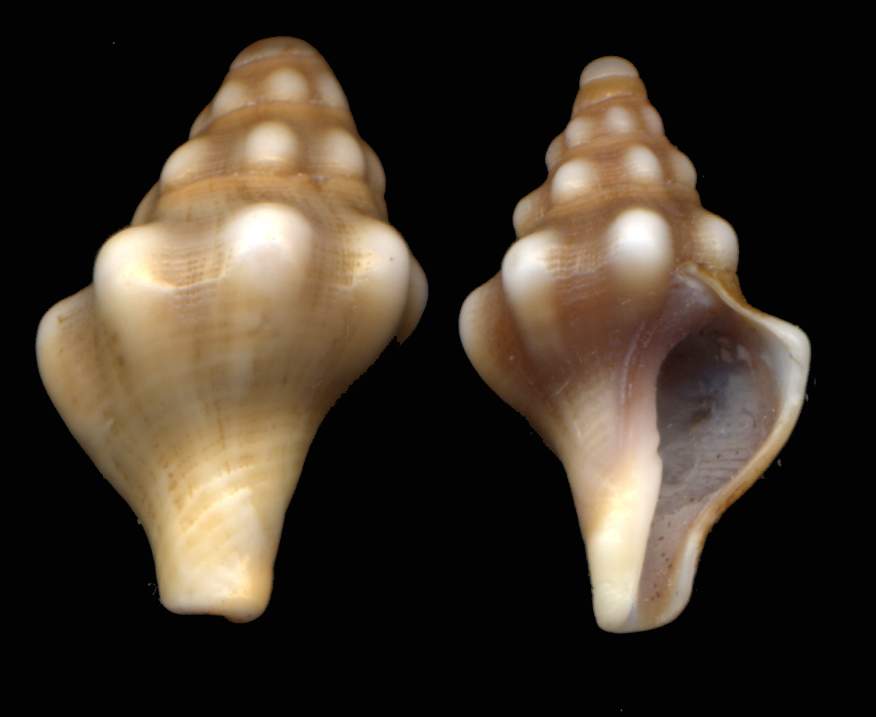 Juvenilia di molluschi